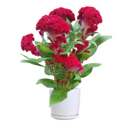 Celosia argentea var. Cristata